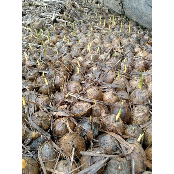 BIBIT PINANG BETARA ATAU KECAMBAH PINANG UNGGUL