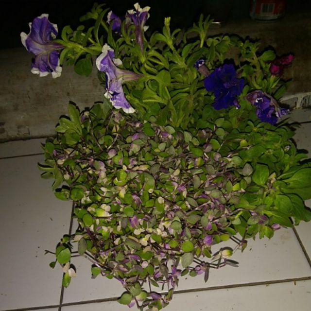 Tanaman Hias Bunga Dianthus Merah