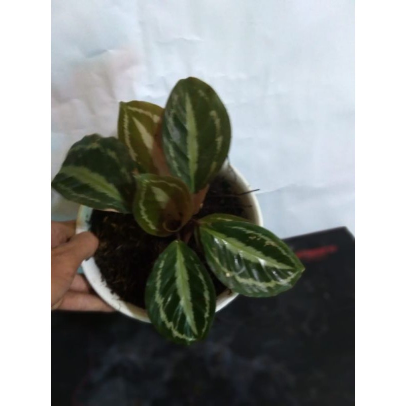 tanaman silver back calathea - BAKUL KEMBANG