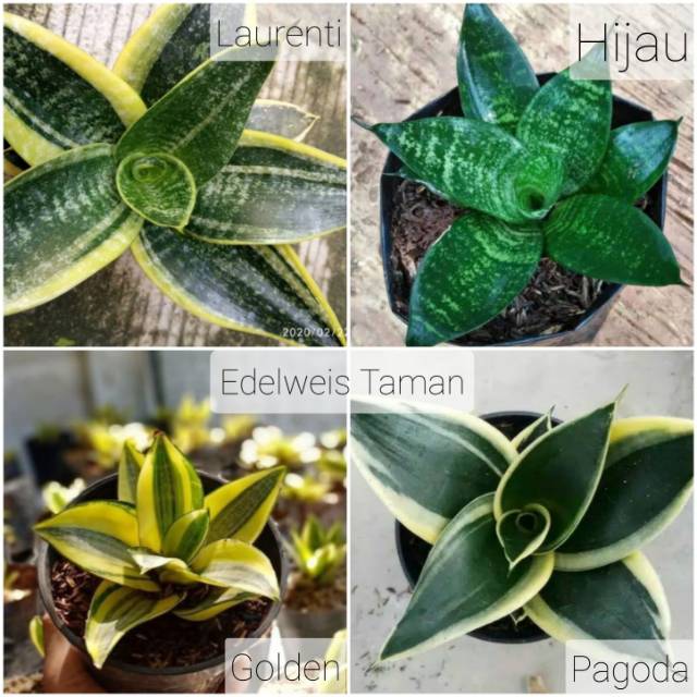 Paket Murah Sansivera Mini/Paket 4 Sansivera Mini