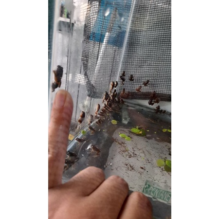 Kodok Sawah Hidup uk 1 sampai 2 cm per Ekor