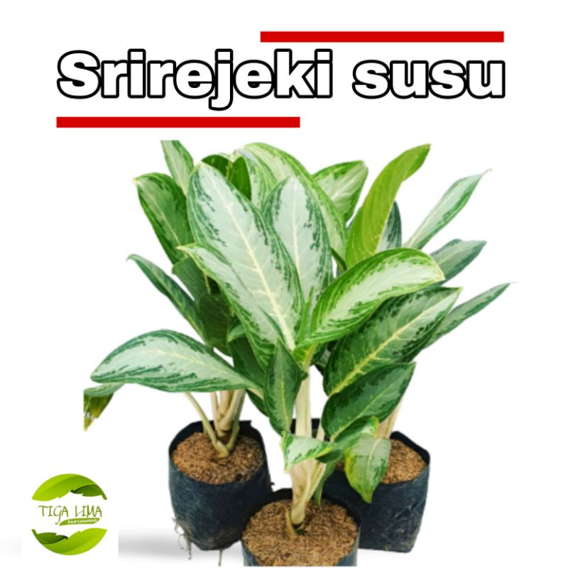 sri rejeki silver/tanaman hias/aglonema Sri rejeki susu rimbun