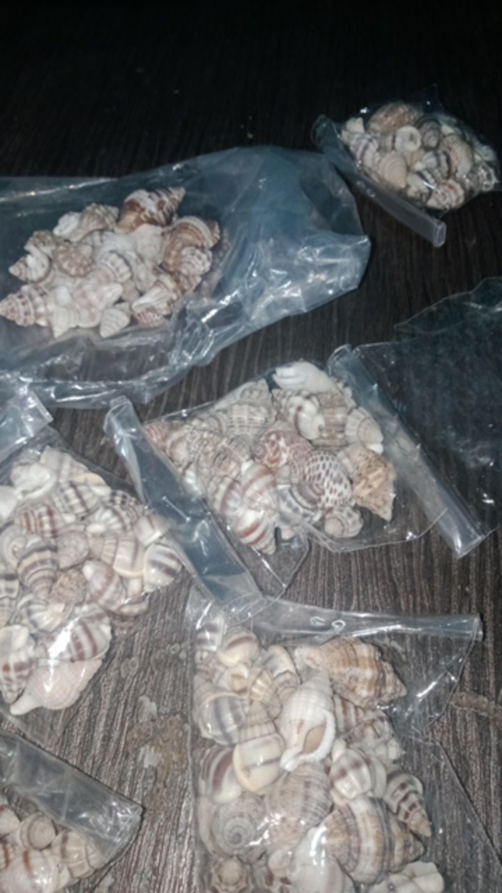 -+50-75pcs Kulit Kerang Ice Putih Isi 15gram - Kulit Kerang Craft
