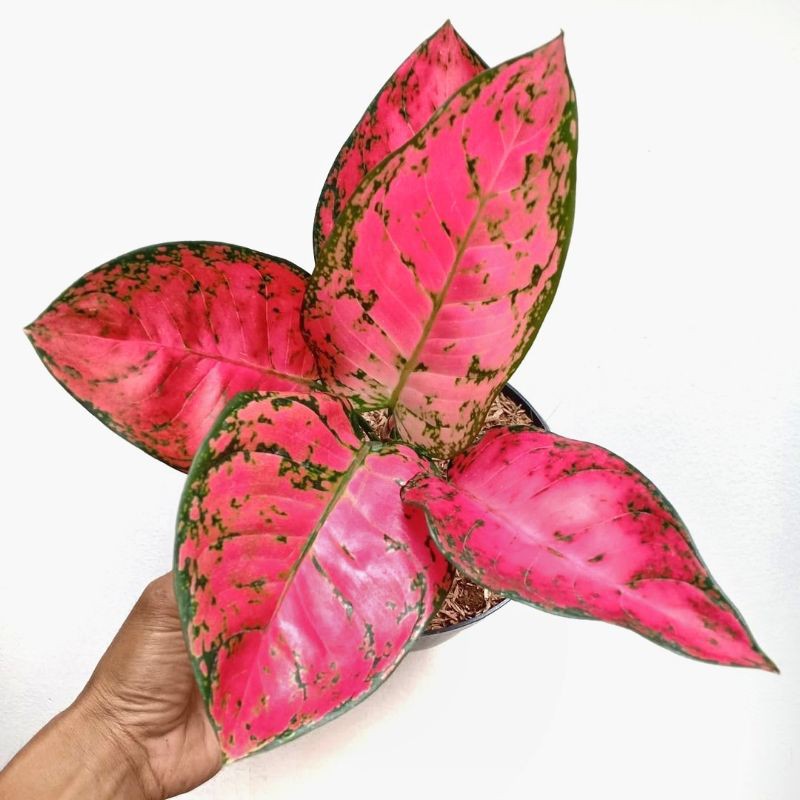 AGLAONEMA AGLONEMA BIG APPLE MURAH ratudaun nursery AGLAONEMA AGLONEMA BIG APPLE MURAH ratudaun nursery