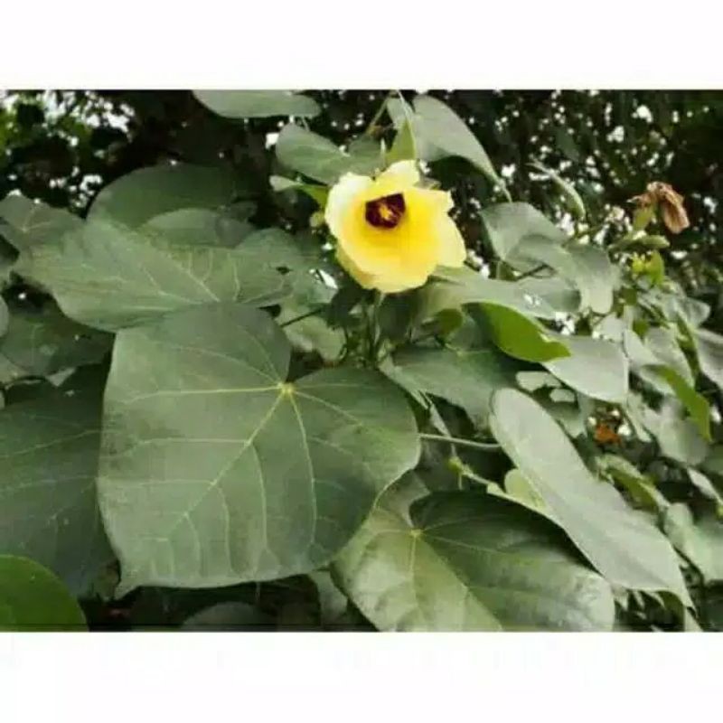 

Daun waru fresh 200 gram