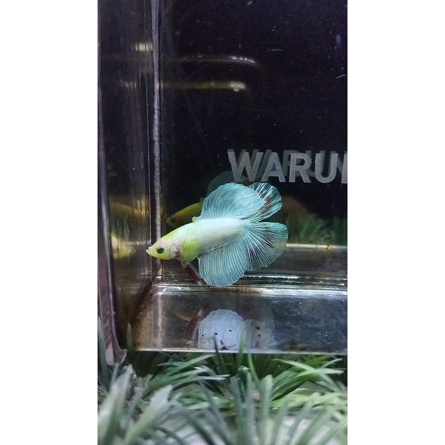 CUPANG RARE HMDT NEON MASCOT/HMDT GLOWFISH 100%REALPICT (88DTNEON1)