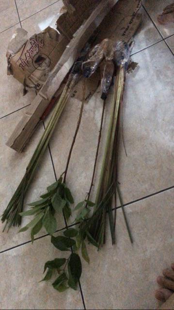Pohon Sereh Merah