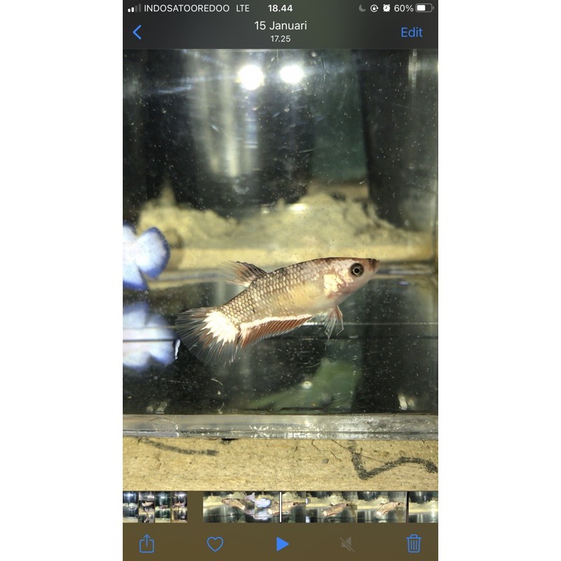 Cupang koi coper gold female