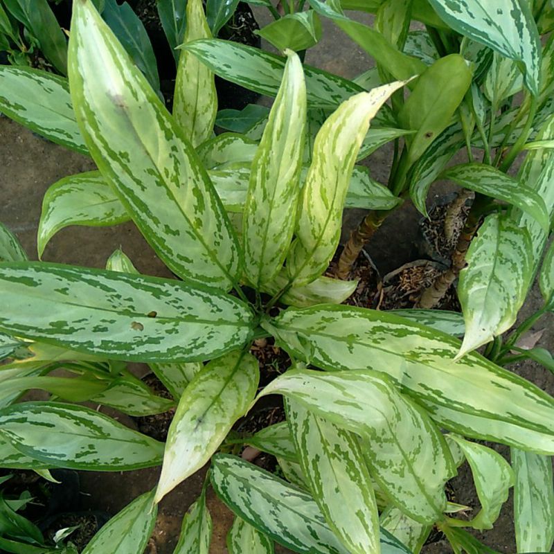 aglonema silver boy