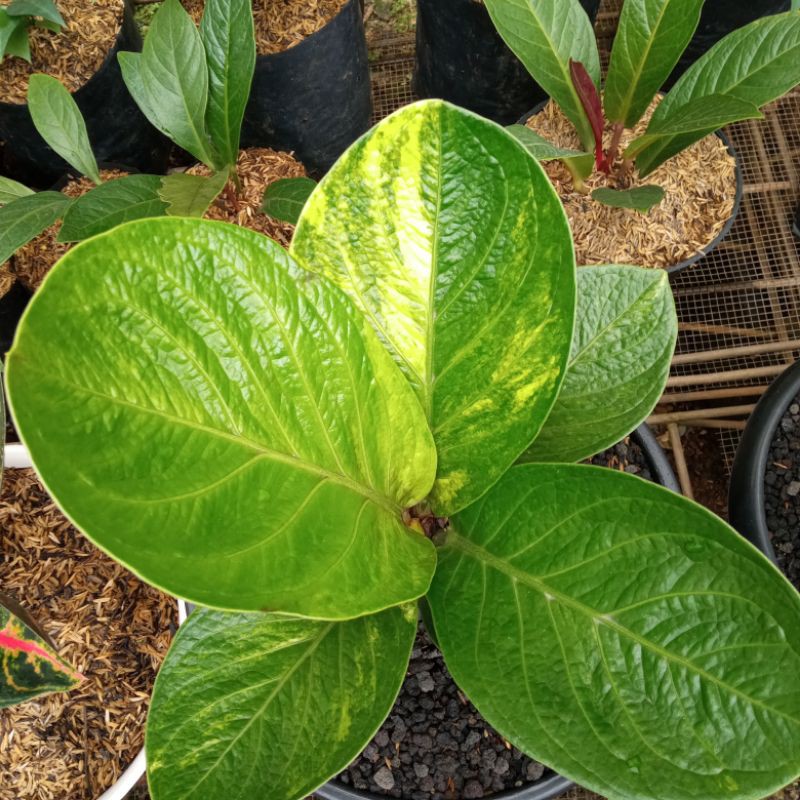 anthurium jemani mangkok variegata