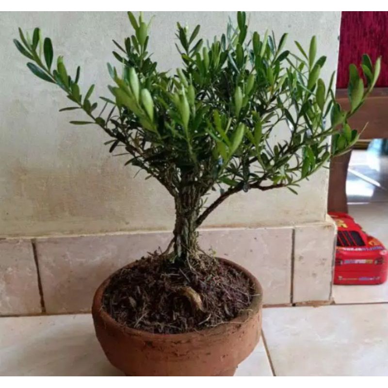 bonsai boxus tanaman hias pohon bonsai boxus