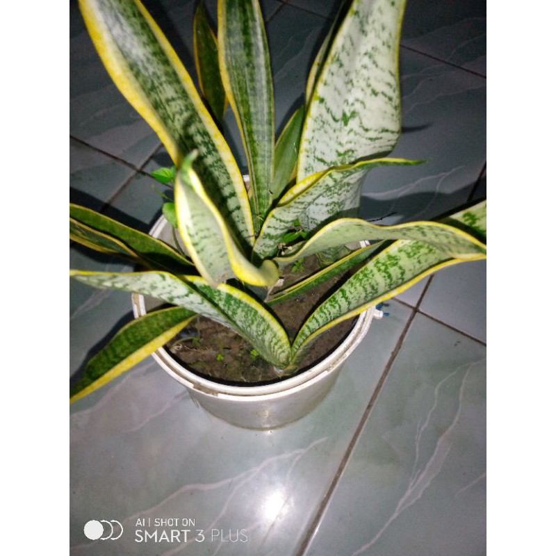 lidah mertua /1pot
