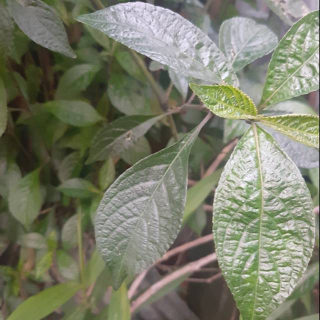 

Daun Kejibeling Fresh (50lbr)