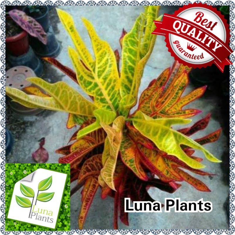 Tanaman hias puring jet/ tanaman hias puring / tanaman puring