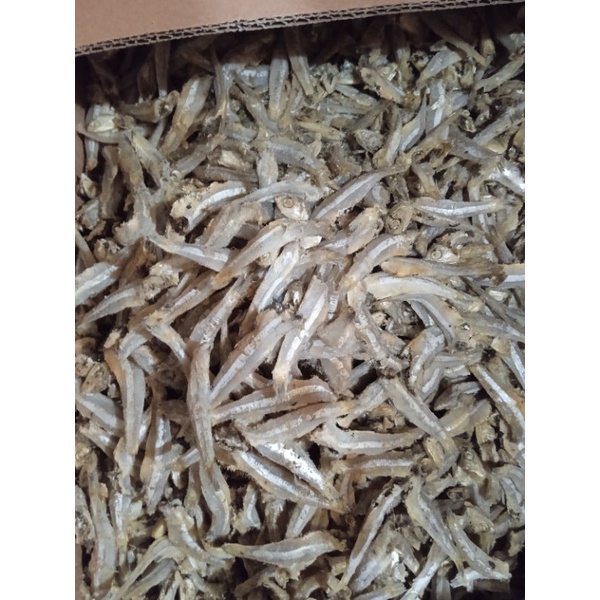

Ikan Teri Jengki Bulat