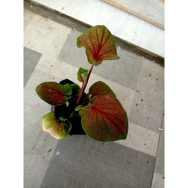 Hybrid keladi daun ganda ori biji