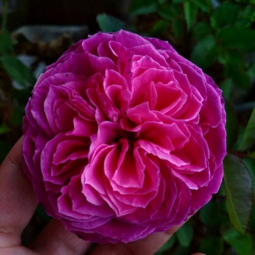 Bunga mawar import yuzen