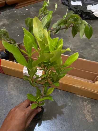 Tanaman Sayuran Daun Salam