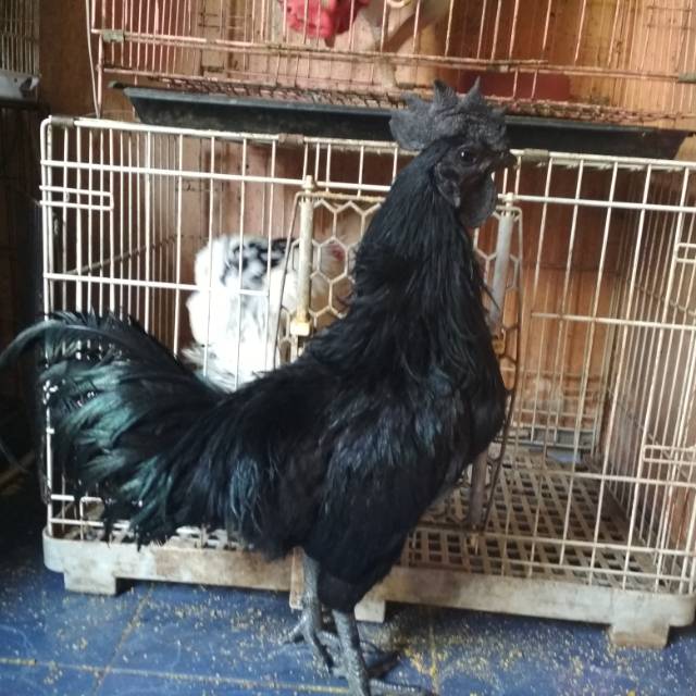 Ayam Cemani Jantan Dewasa Kwalitas Super Dijamin Mutu Shopee