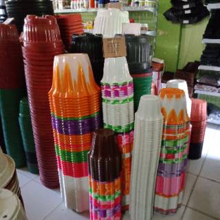  Pot  bunga primadona 15 warna  putih  Shopee Indonesia