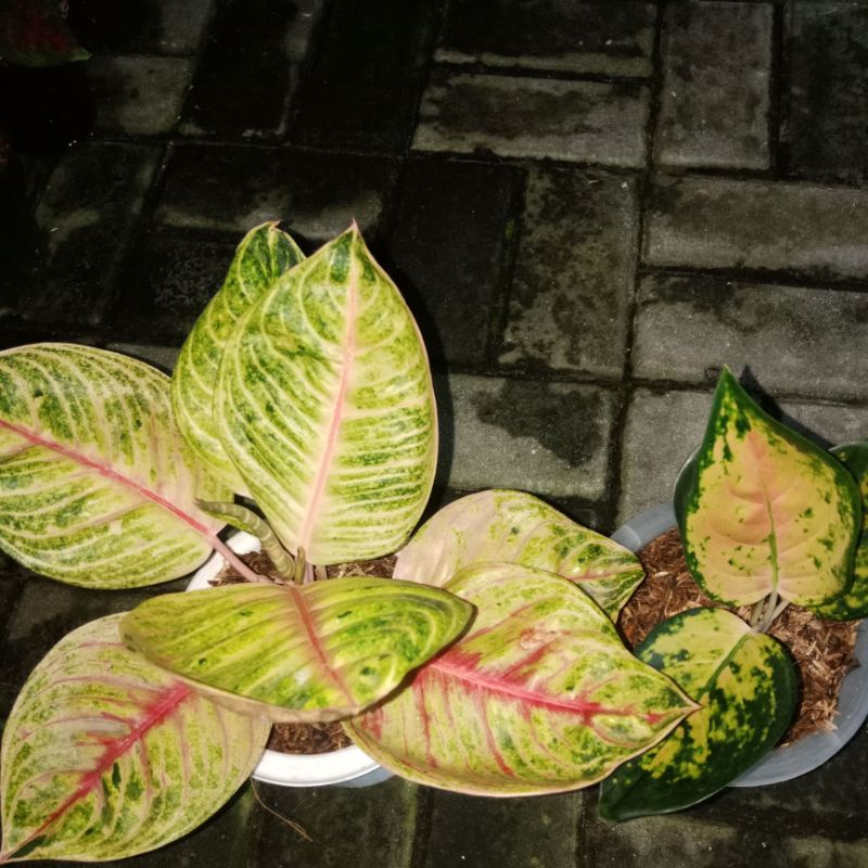 aglaonema moonlight 7daun +pucuk dan sultan brunai