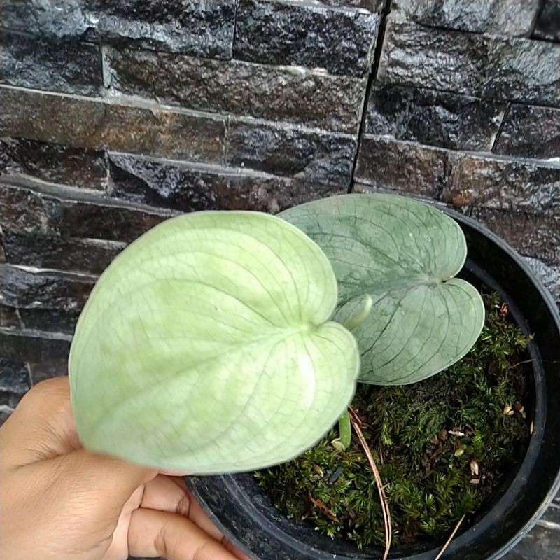 scindapsus silver hero platinum