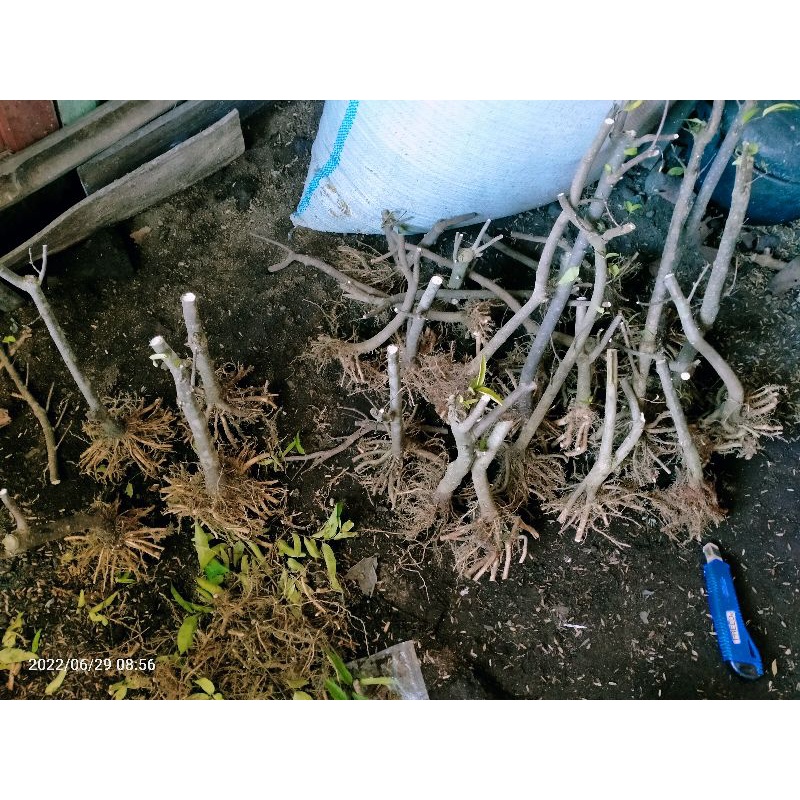 bahan bonsai anting putri dongkelan mame /small