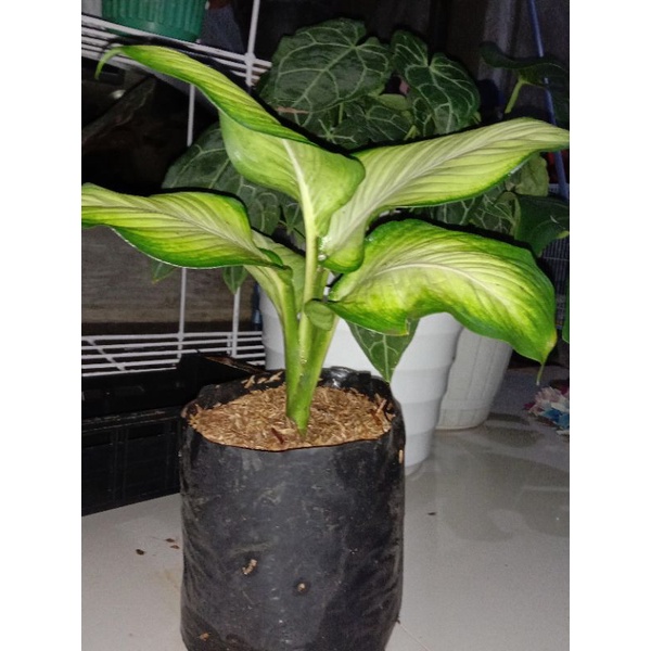 aglonema/diven harmoni /tissue harmoni