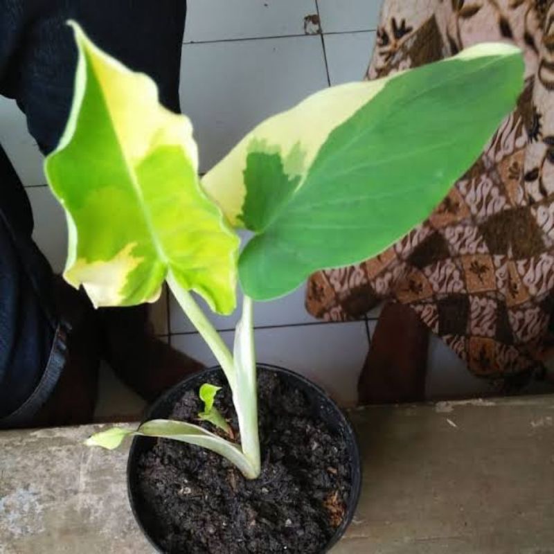 lompong varigata yellow