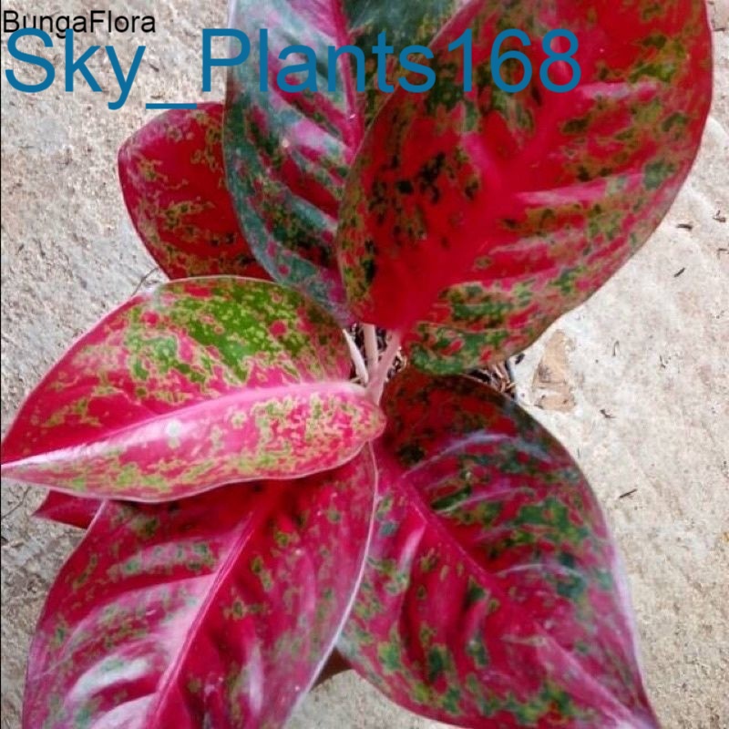 Anakan Aglonema Red stardust