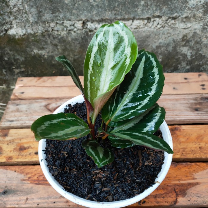 PROMO!! Tanaman Hias Calathea Silver Back - Tanaman Hias Indoor