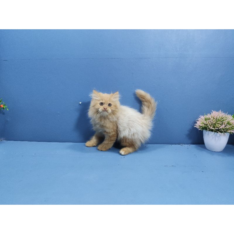 kucing persia jantan Longhair bulu kapas