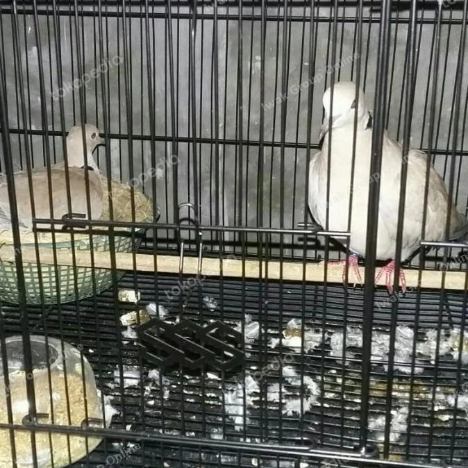 

Puter Pelung Sepasang Jodohan ---Terbaru---