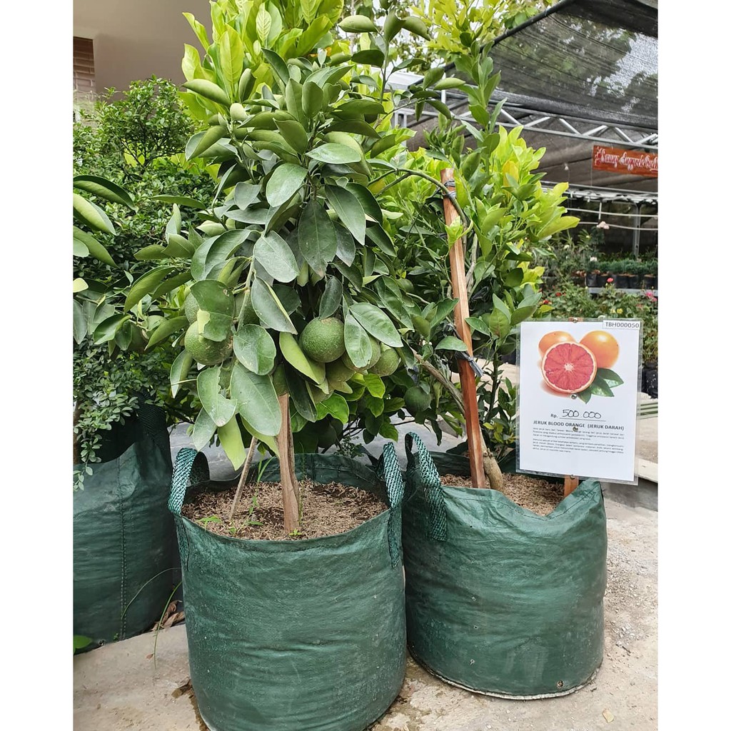 Planter Bag 75 Liter Easy Grow