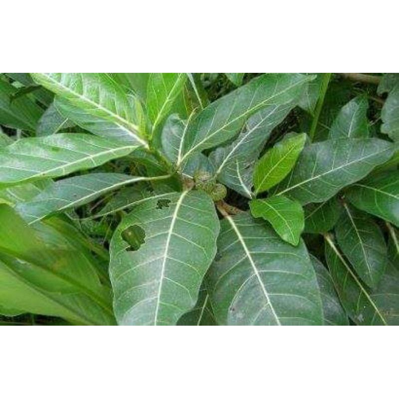 

daun awar awar segar 500 gram
