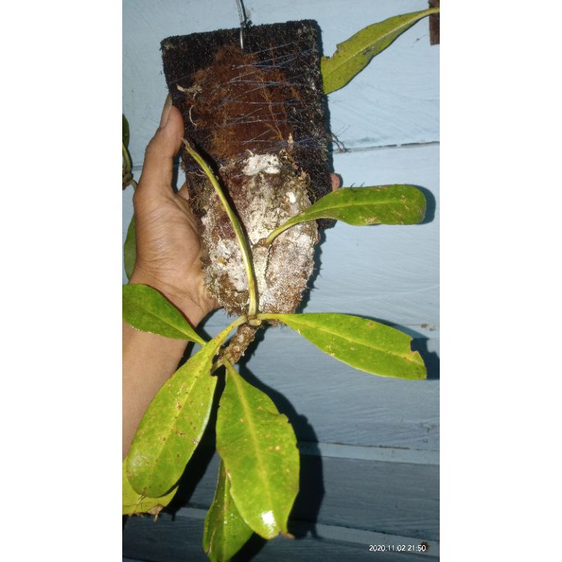 Sarang semut/Myrmecodia