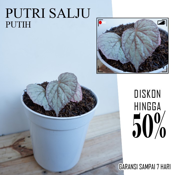 Tanaman Hias Bunga Begonia - Begonia Rex Silver Limbo - Daun Begonia Silver