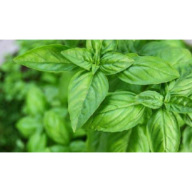 100pc biji benih bibit kemangi F1 sayur hidroponik