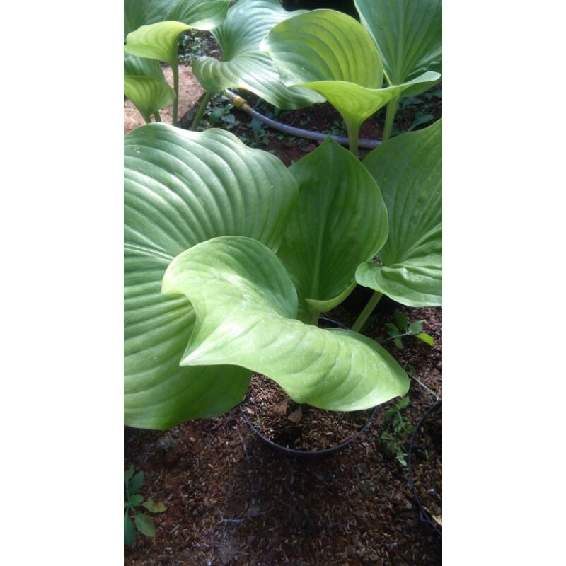 TANAMAN HIAS  HOSTA PLANTAGINEA