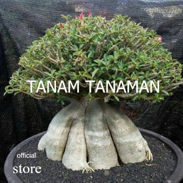 Bibit Tanaman bunga adenium cabang seribu bahan bonsai bonggol besar TAMAN TANAMAN