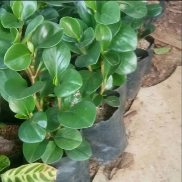 Tanaman indoor jade plant / pohon jade plant