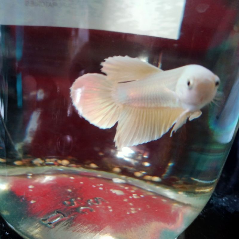 ikan cupang PK Soft Gold