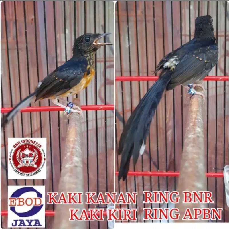 Pastol Ring APBN dan BNR