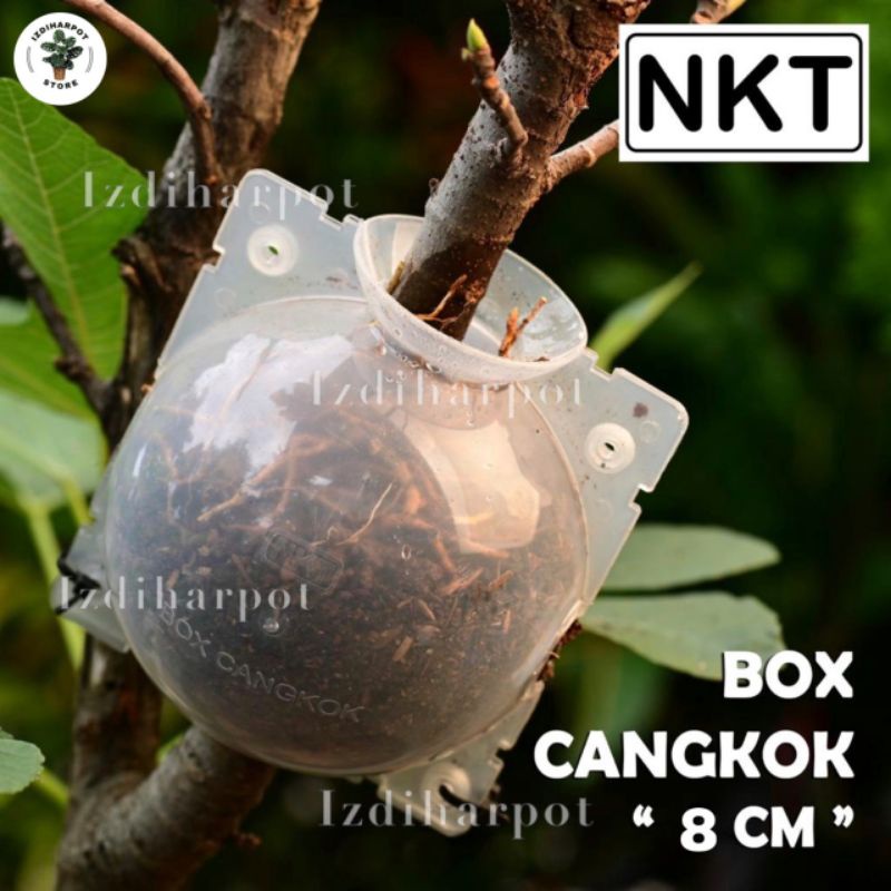 Tempat pot wadah nkt box media cangkok 8cm bening - PACK ISI 3 PCS KECIL