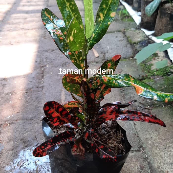 POHON PURING TERI DAUN MERAH-bibit tanaman puring teri daun merah