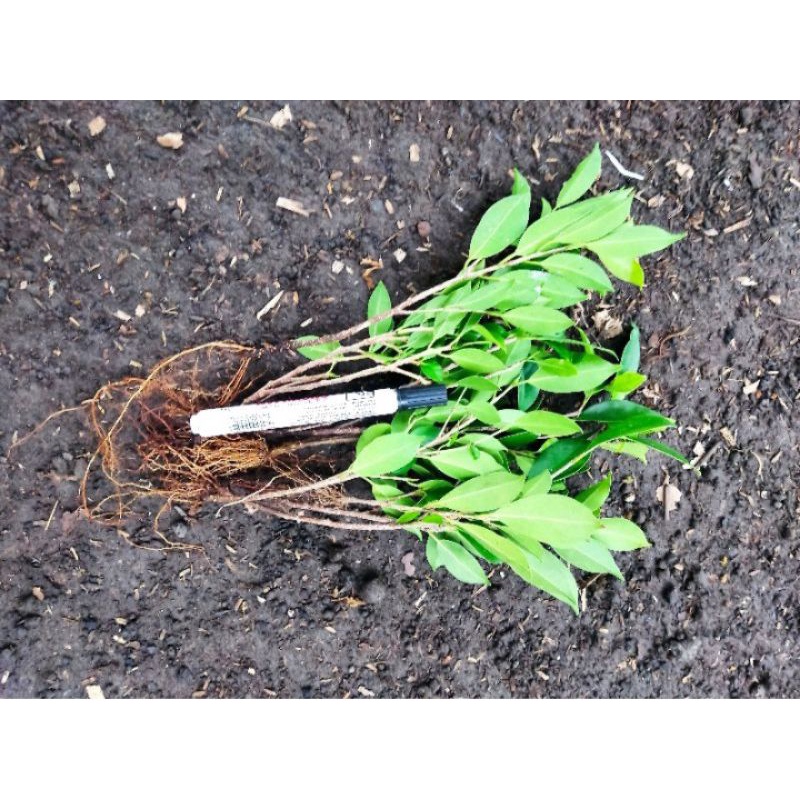 (Bisa COD) Bibit bonsai FICUS KIMENG RAWATAN