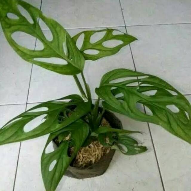 Tanaman hias pohon janda bolong / Monstera - Daun janda bolong