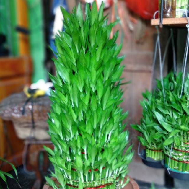 Paket Lucky Bamboo