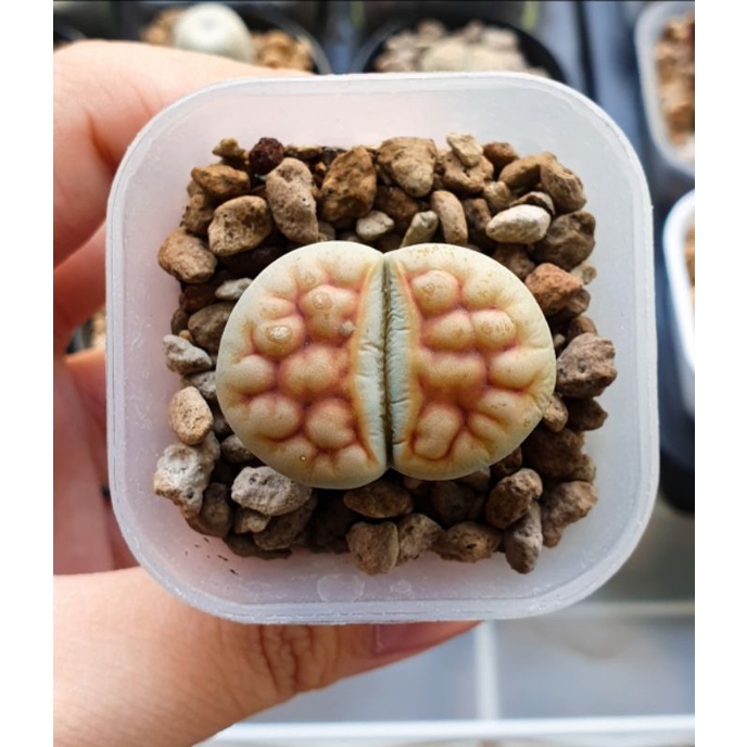 Tanaman lithops karasmontana orange jumbo big size diameter ±2,9cm