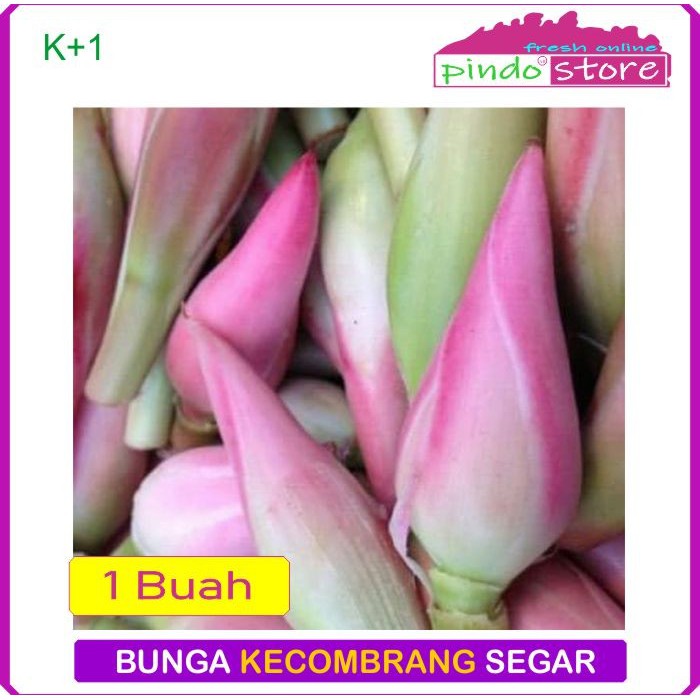 

BUNGA KECOMBRANG/ KINCUNG / BUNGA RIAS / HONJE 1BUAH